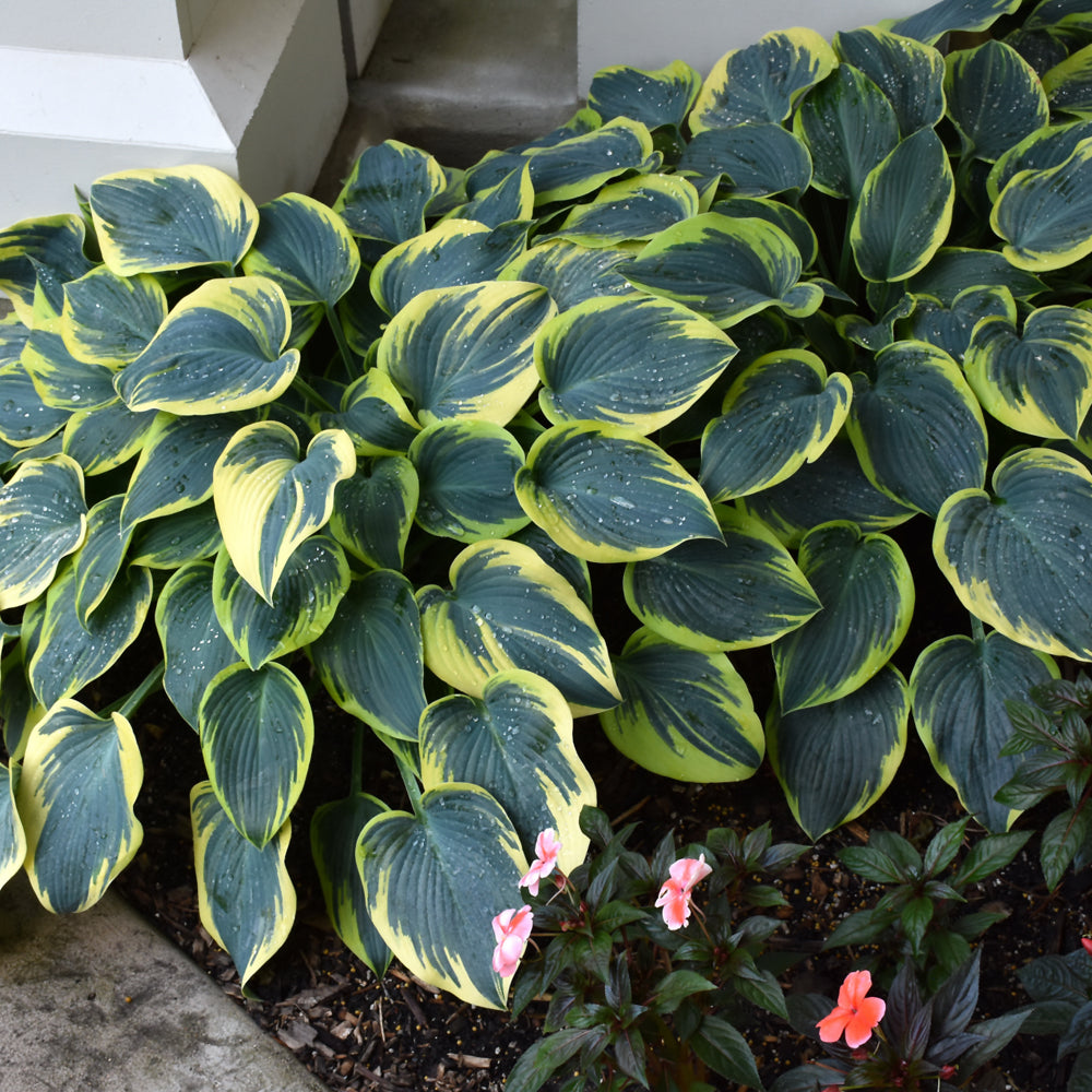 First Frost Hosta