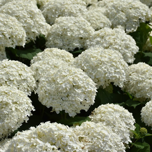 Hydrangea arborescens 'Abetwo'