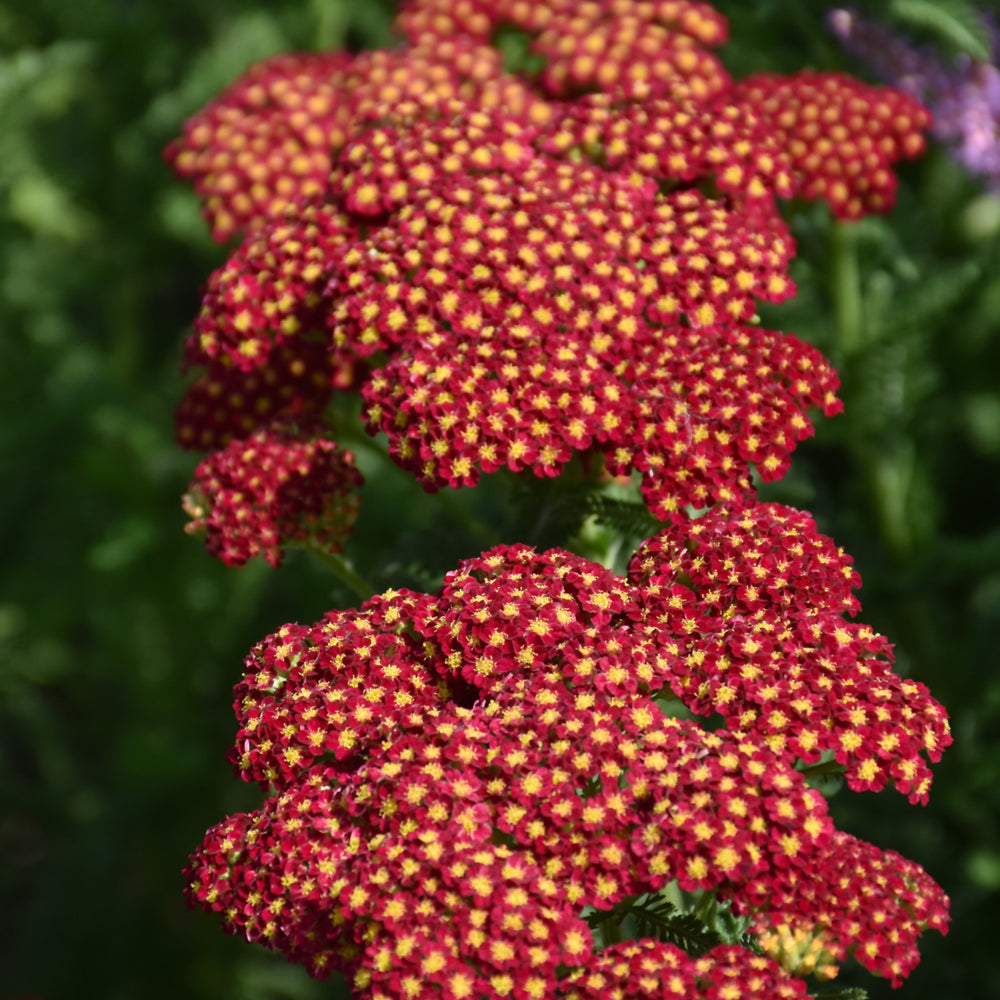 Achillea millefolium 'Strawberry Seduction'