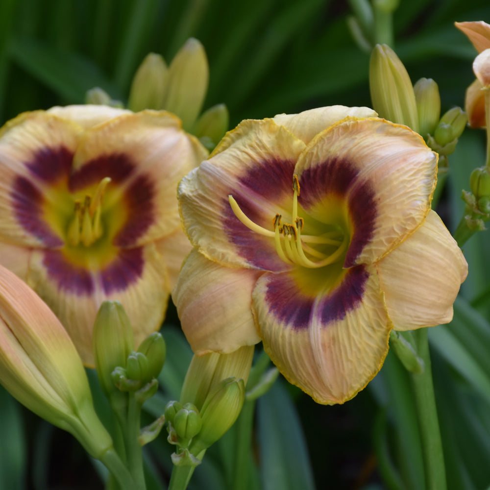 Custard Candy Daylily