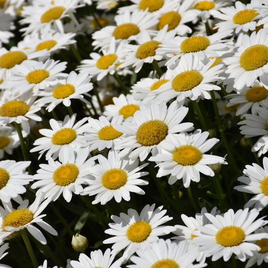 Leucanthemum x superbum 'Becky'