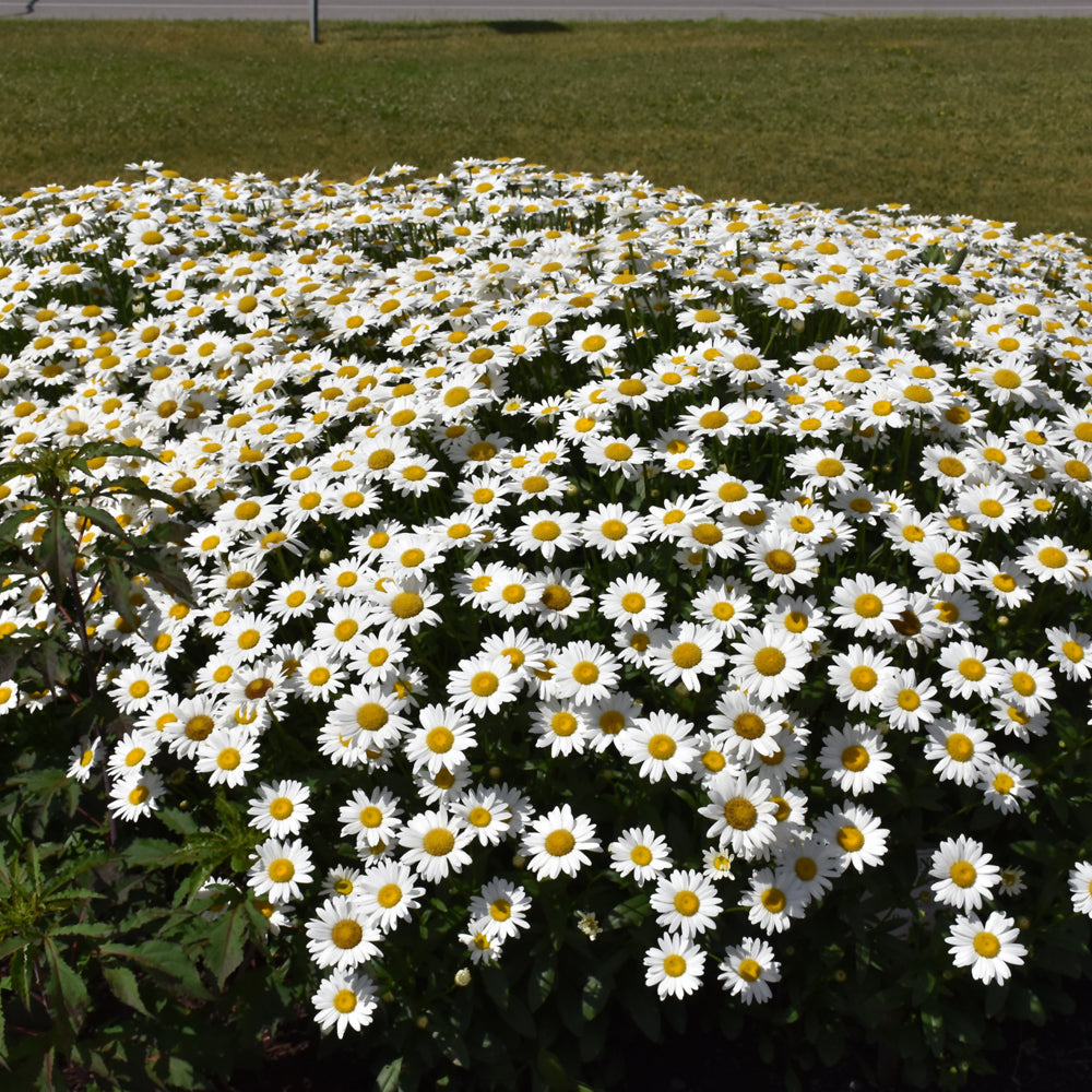 Becky Shasta Daisy