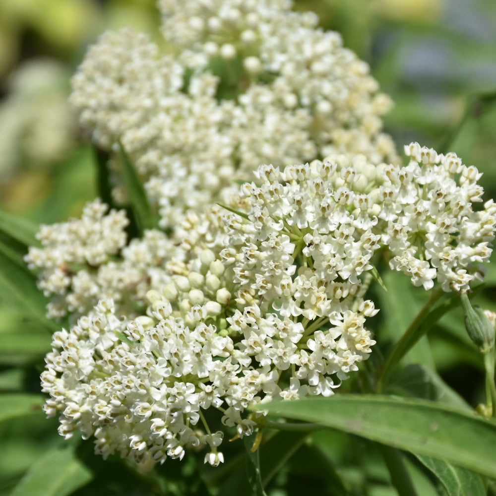 Asclepias incarnata 'Ice Ballet'