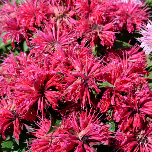 Monarda 'Cherry Pops'