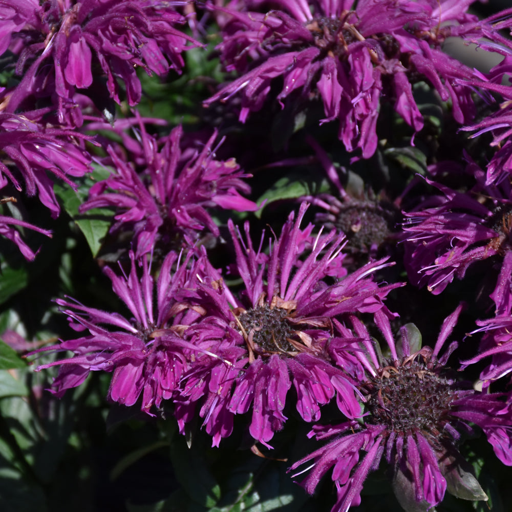 Monarda 'Rockin' Raspberry'