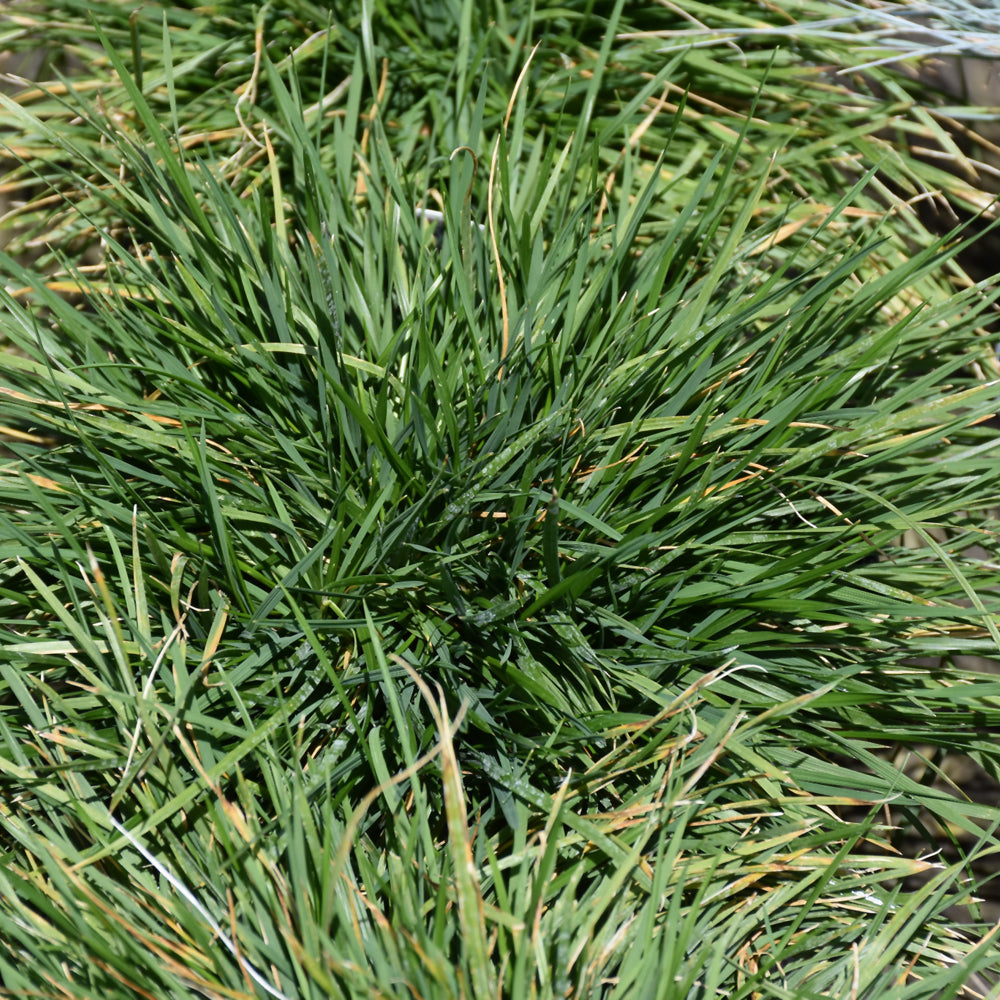 Deschampsia cespitosa 'Pixie Fountain'