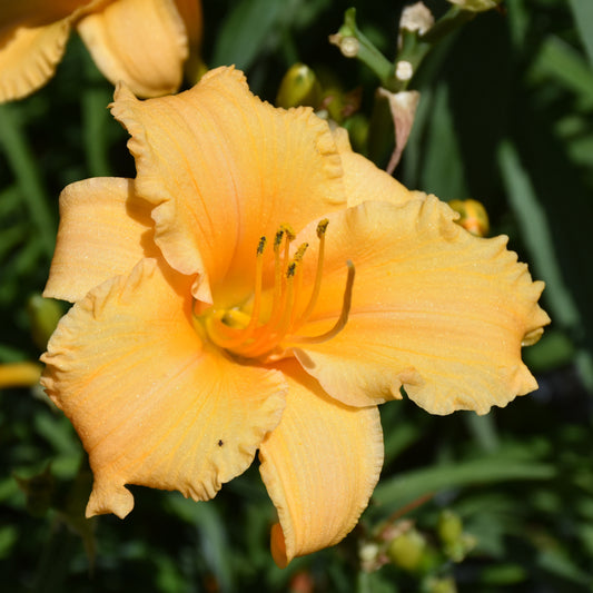 Hemerocallis 'Apricot Sparkles'