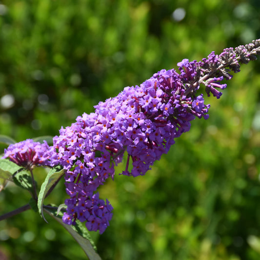 Buddleia davidii 'BotEx 001'