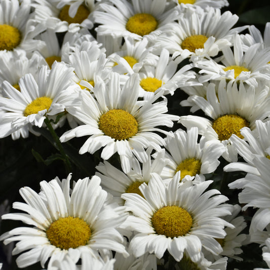 Leucanthemum x superbum 'Daisy Duke'