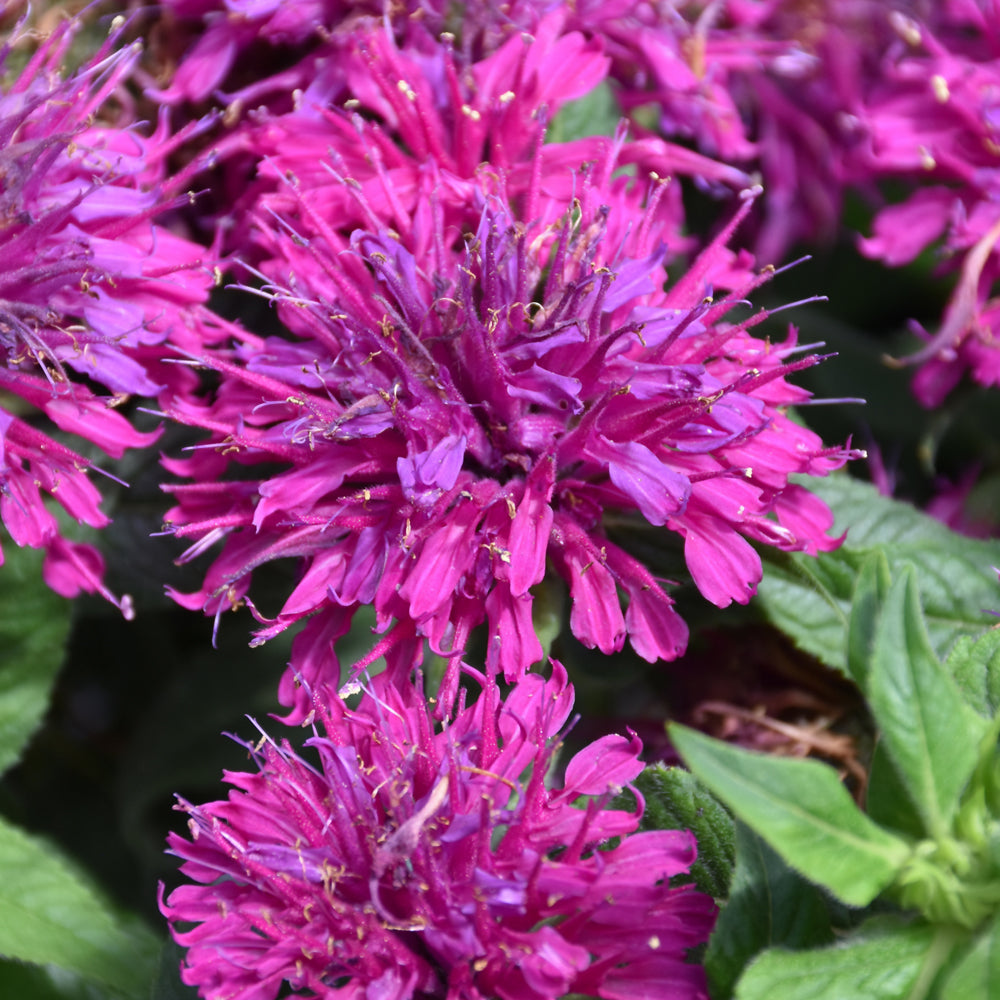 Monarda 'Grape Gumball'