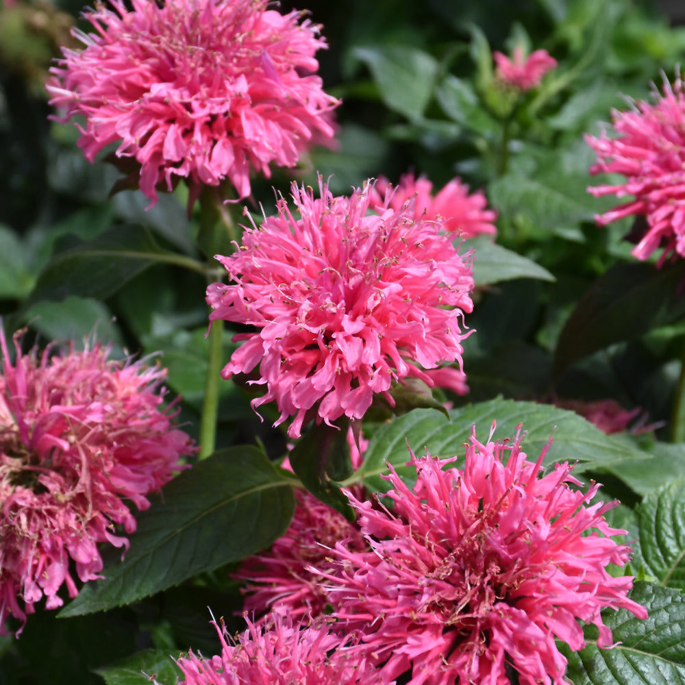 Monarda 'Bubblegum Blast'