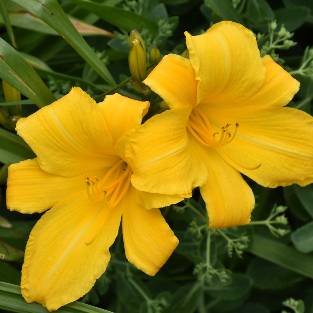 Hemerocallis 'Buttered Popcorn'