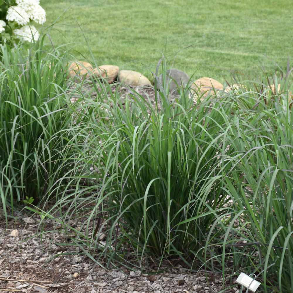 Andropogon gerardii 'Rain Dance'