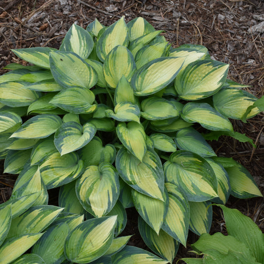 Hosta 'June'