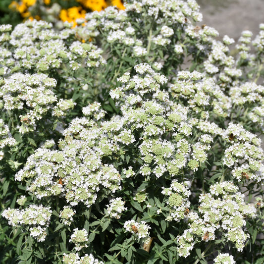 Pycnanthemum verticillatum var. pilosum