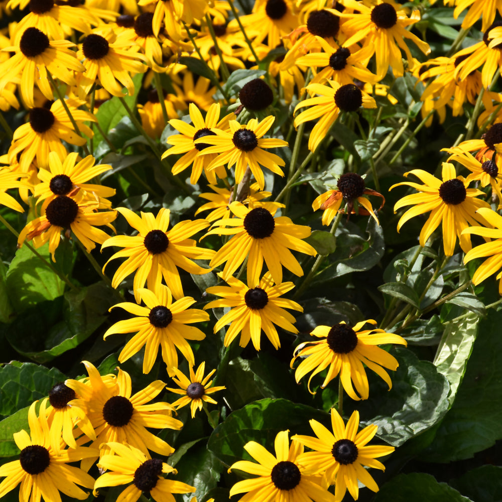 Rudbeckia fulgida