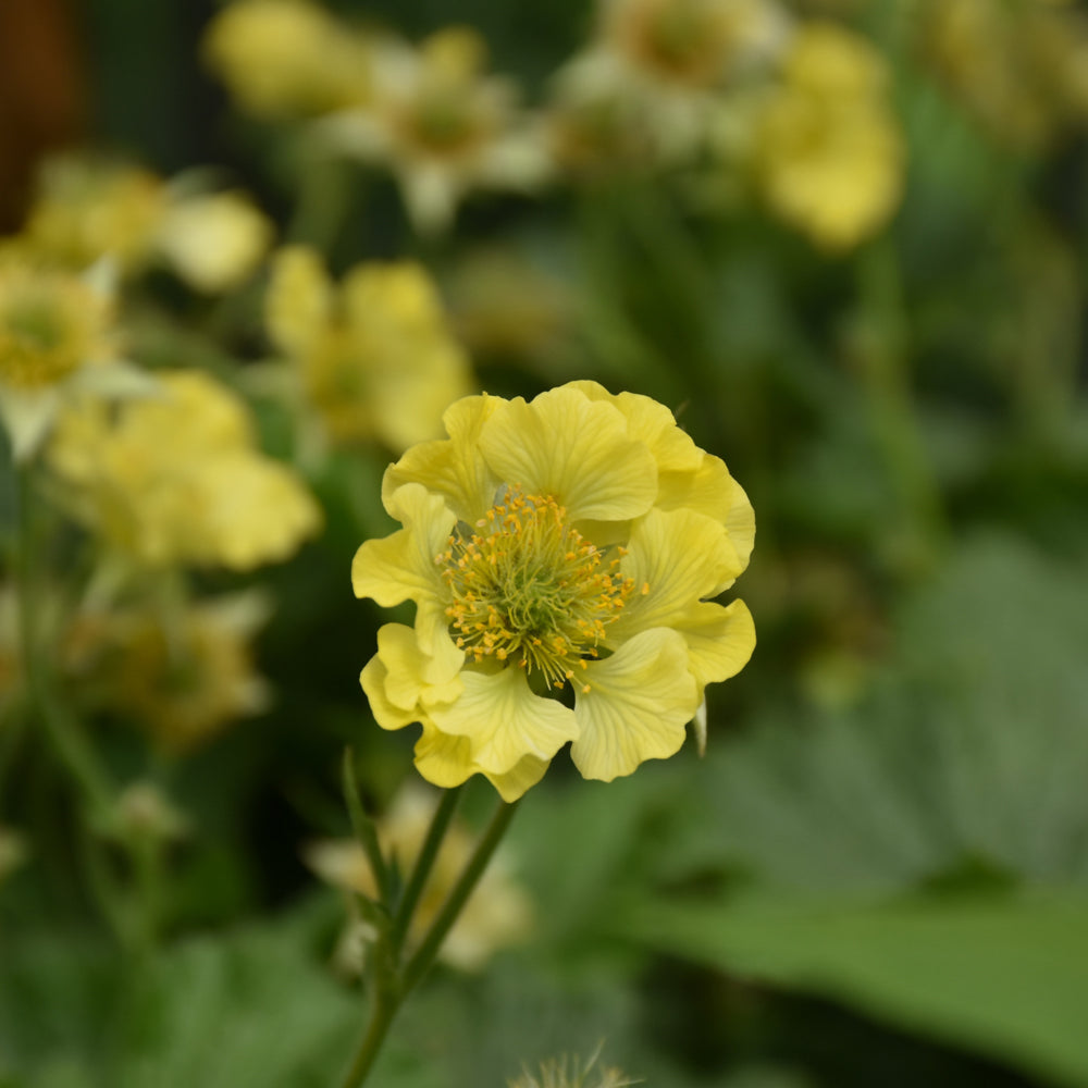 Geum 'Banana Daiquiri'