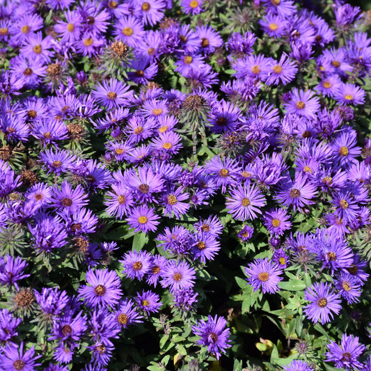 Symphyotrichum novae-angliae 'Grape Crush'