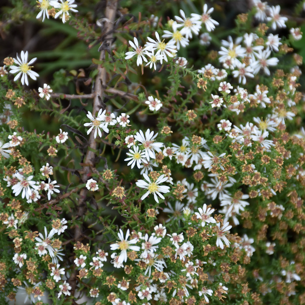 Symphyotrichum ericoides 'Snow Flurry'