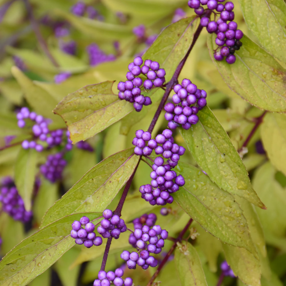 Callicarpa dichotoma 'Early Amethyst'