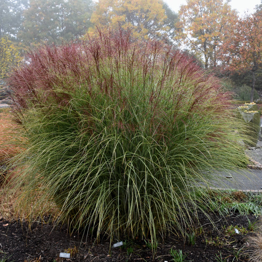 Miscanthus sinensis 'Morning Light'