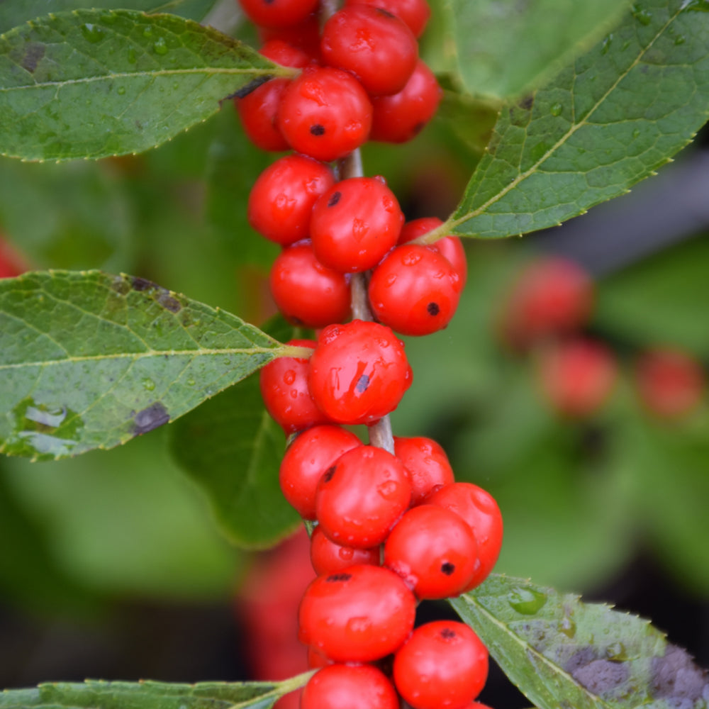 Ilex verticillata 'Red Sprite'