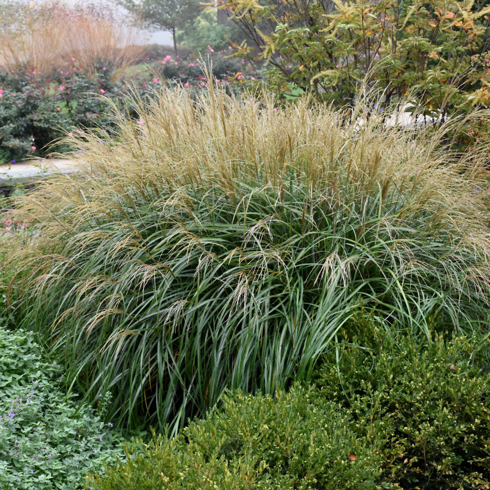 Miscanthus sinensis 'Adagio'