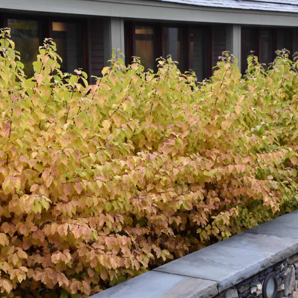 Cornus sanguinea 'Midwinter Fire'