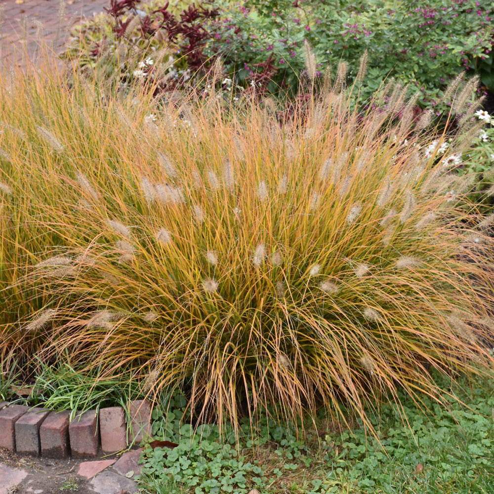 Pennisetum alopecuroides 'Hameln'