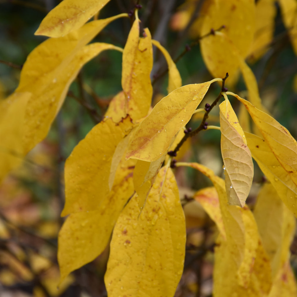 Spicebush