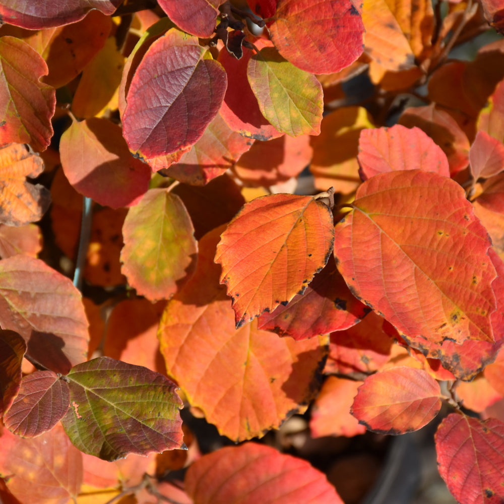 Mt. Airy Fothergilla