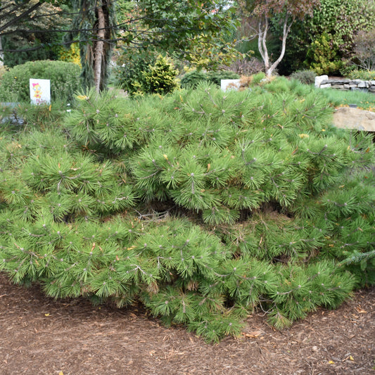Pinus strobus 'Soft Touch'