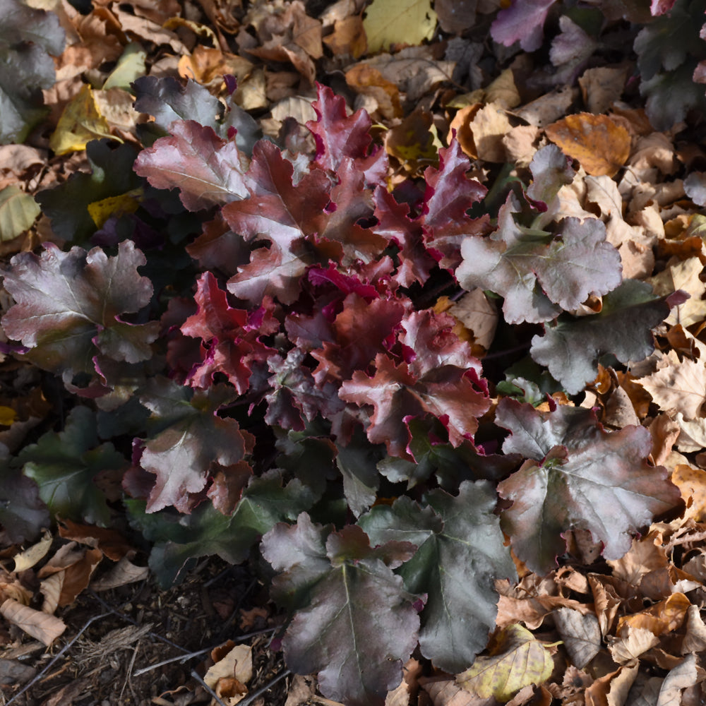 Red Sea Coral Bells