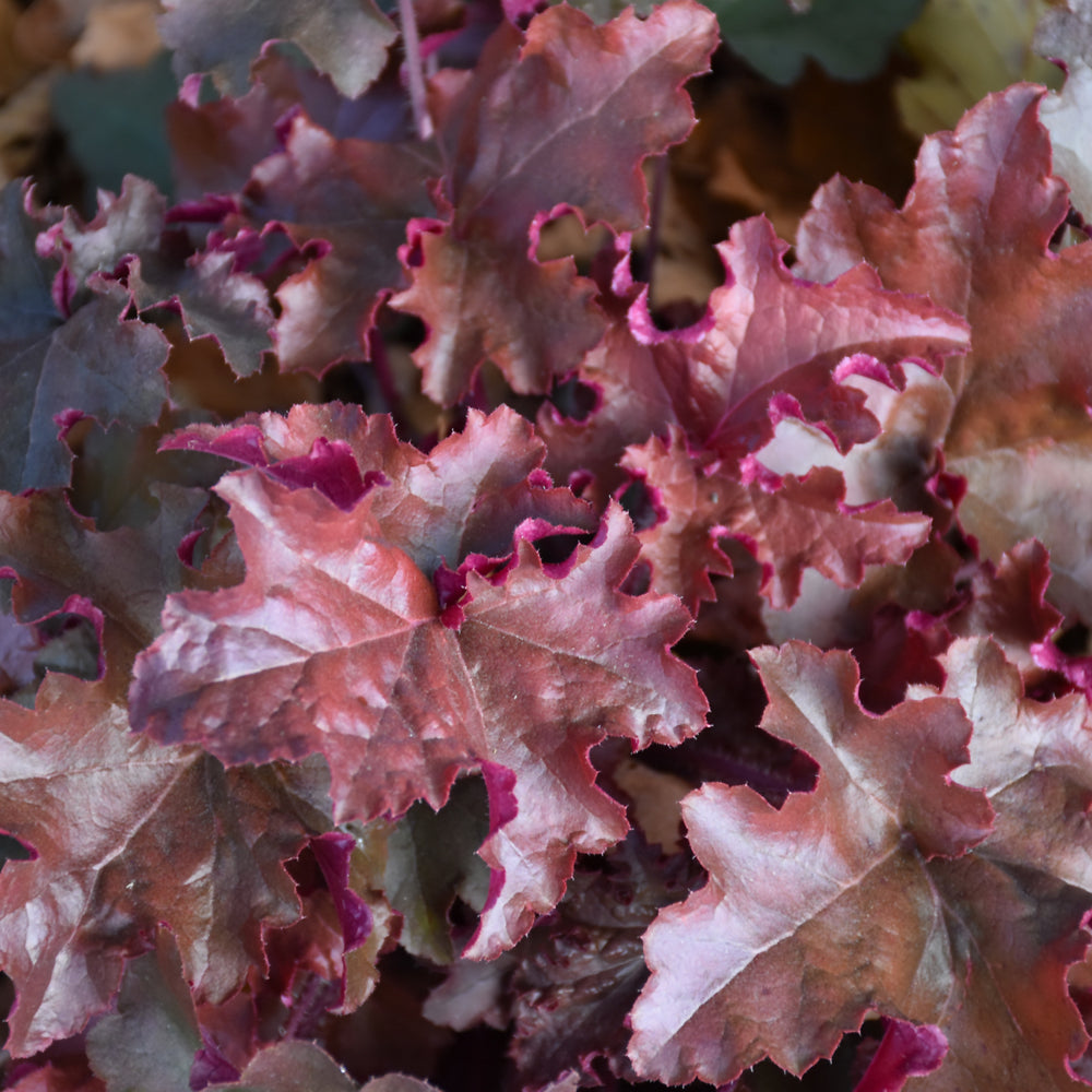 Red Sea Coral Bells