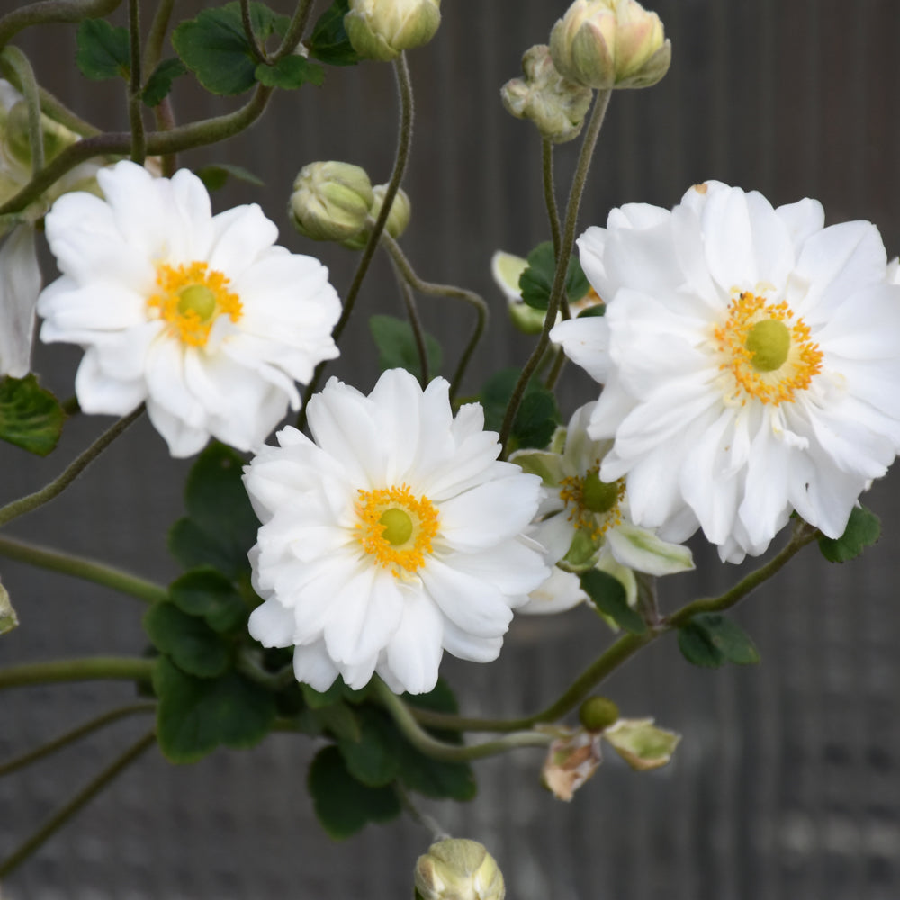 Anemone x hybrida 'Whirlwind'