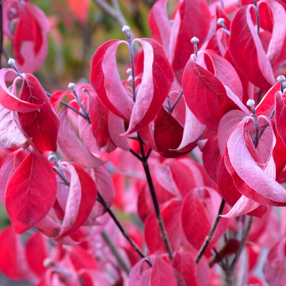 Cherokee Brave Flowering Dogwood