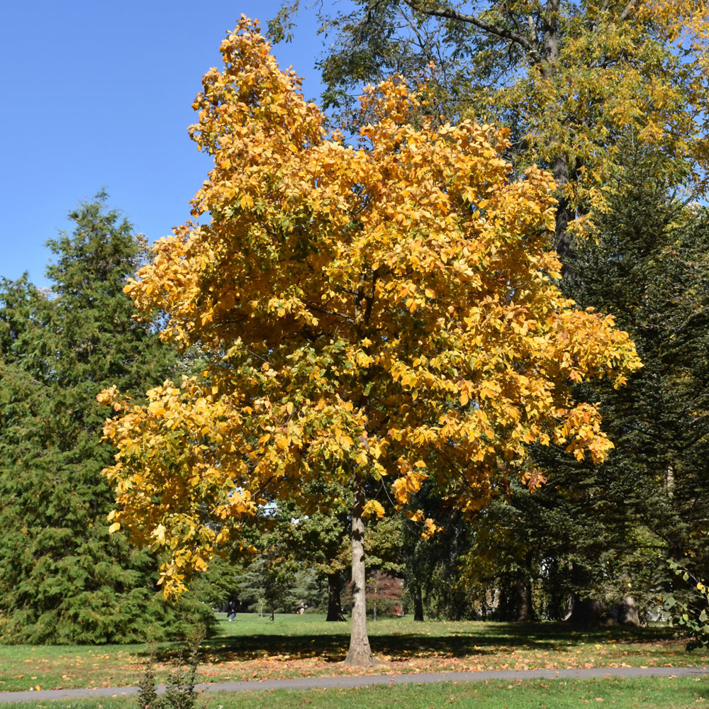 Shagbark Hickory