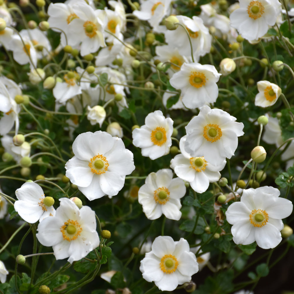 Anemone x hybrida 'Honorine Jobert'