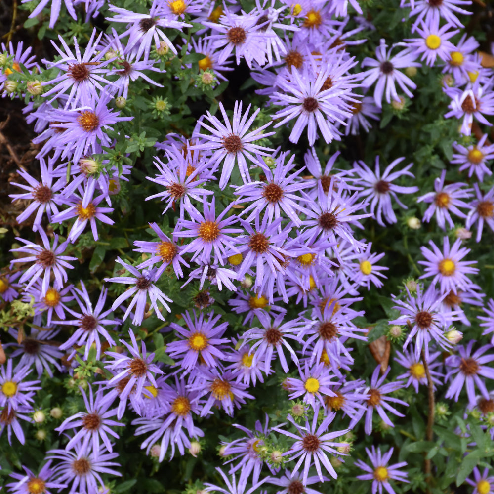 Symphyotrichum oblongifolium 'Raydon's Favorite'