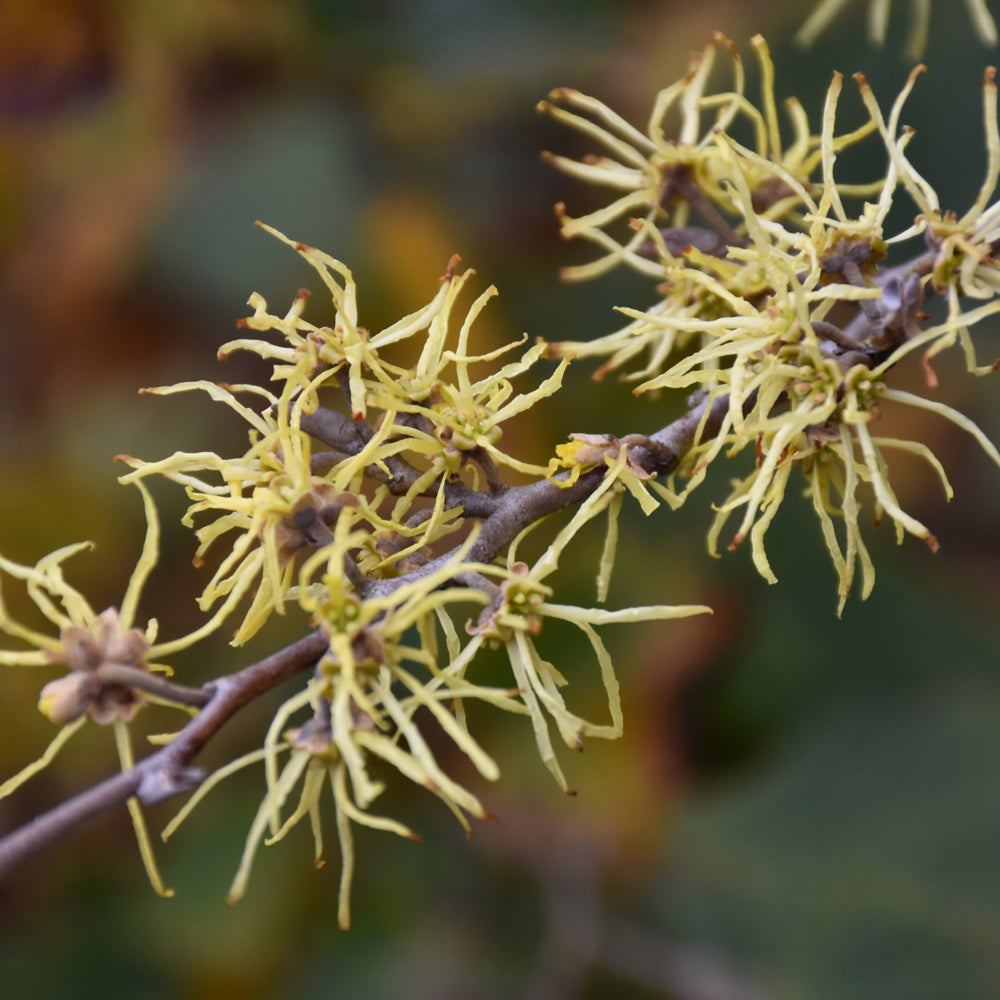 Hamamelis virginiana