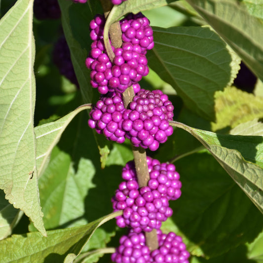 Callicarpa americana