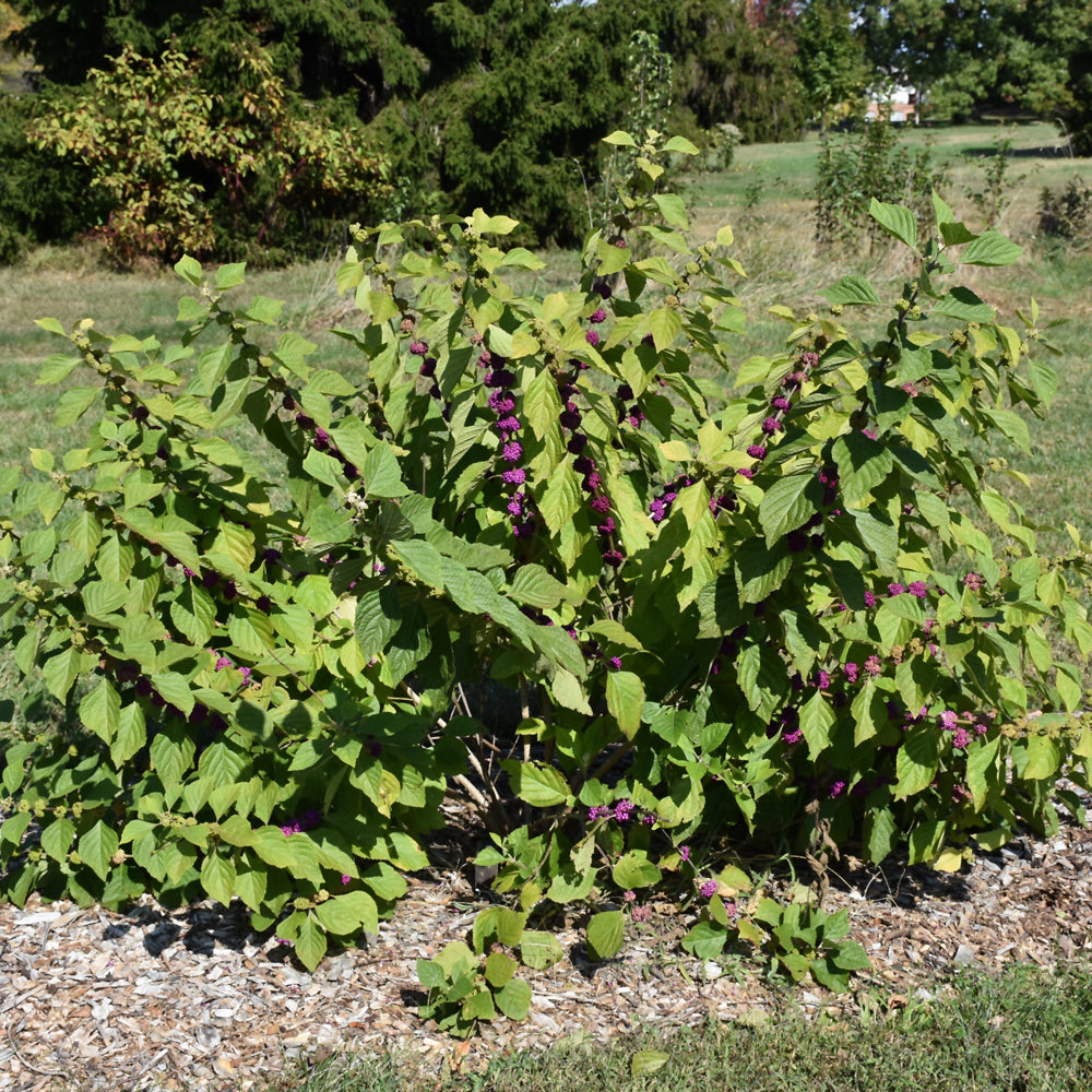 American Beautyberry