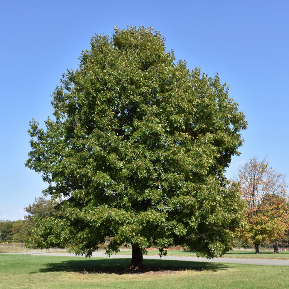 Quercus coccinea