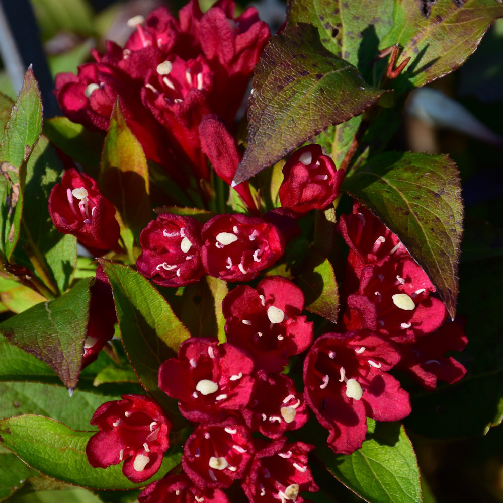 Weigela 'Slingco 2'