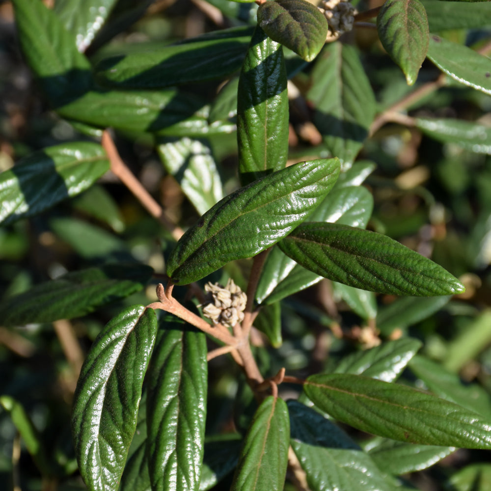 Prague Viburnum