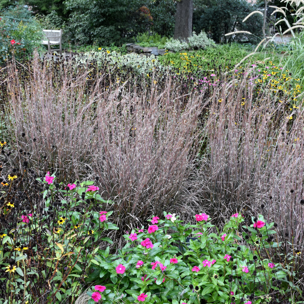 Schizachyrium scoparium 'Standing Ovation'