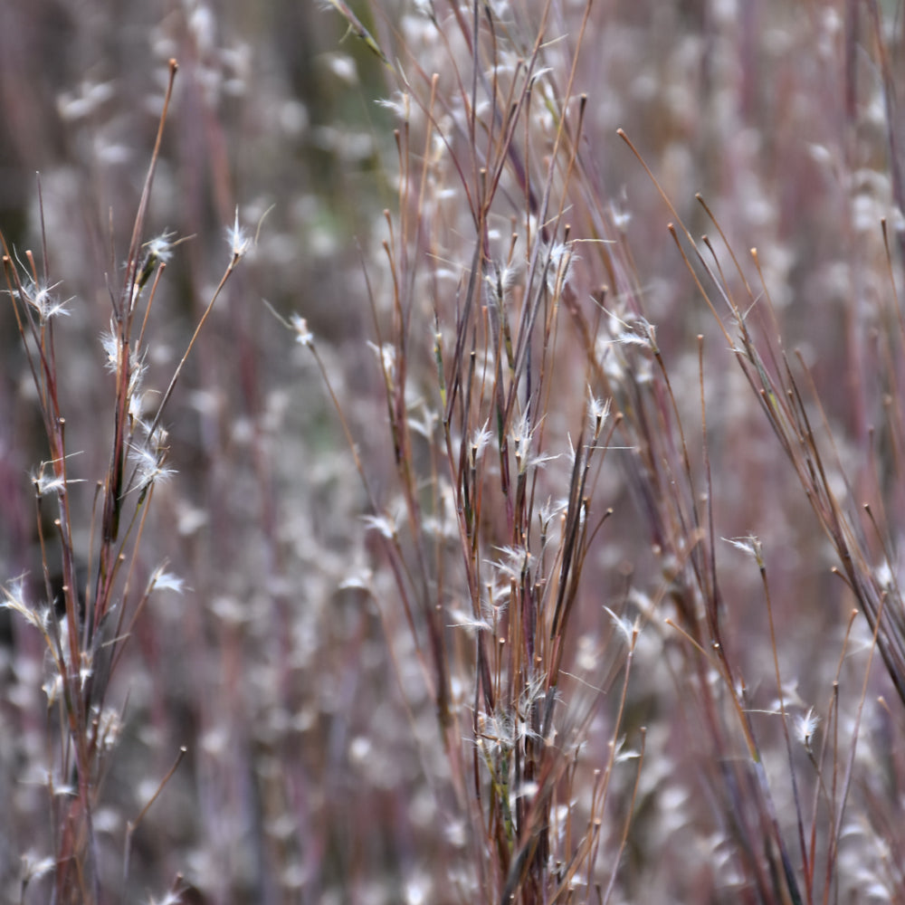 Standing Ovation Bluestem