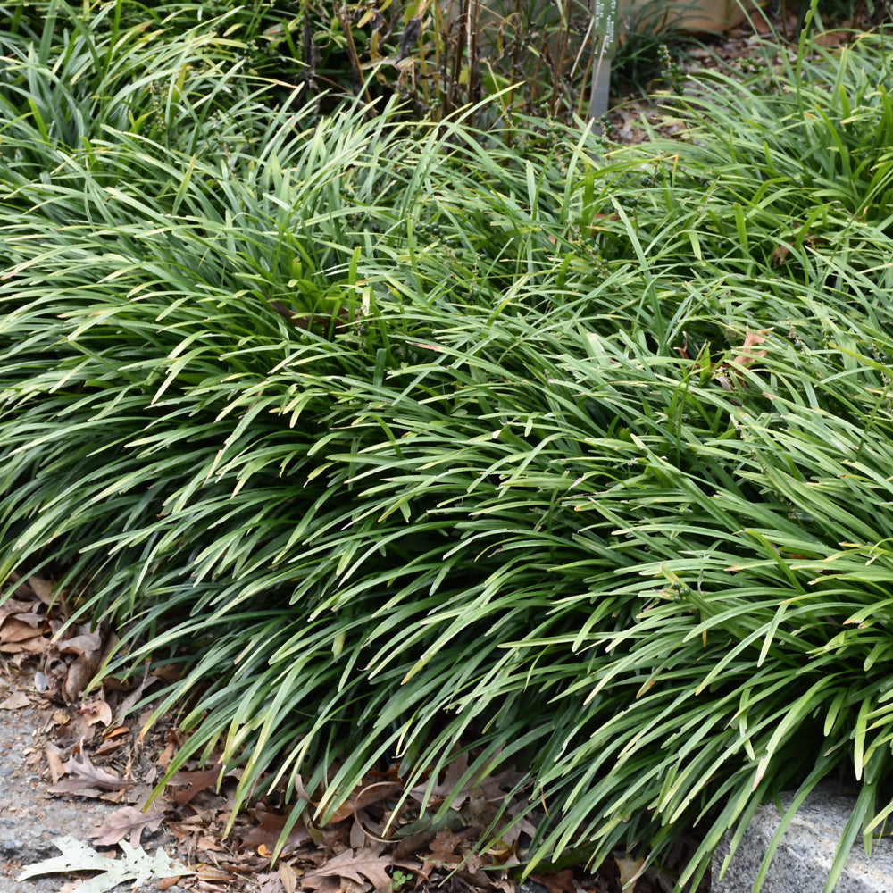 Big Blue Lily Turf