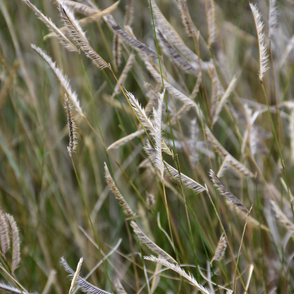 Bouteloua gracilis 'Blonde Ambition'