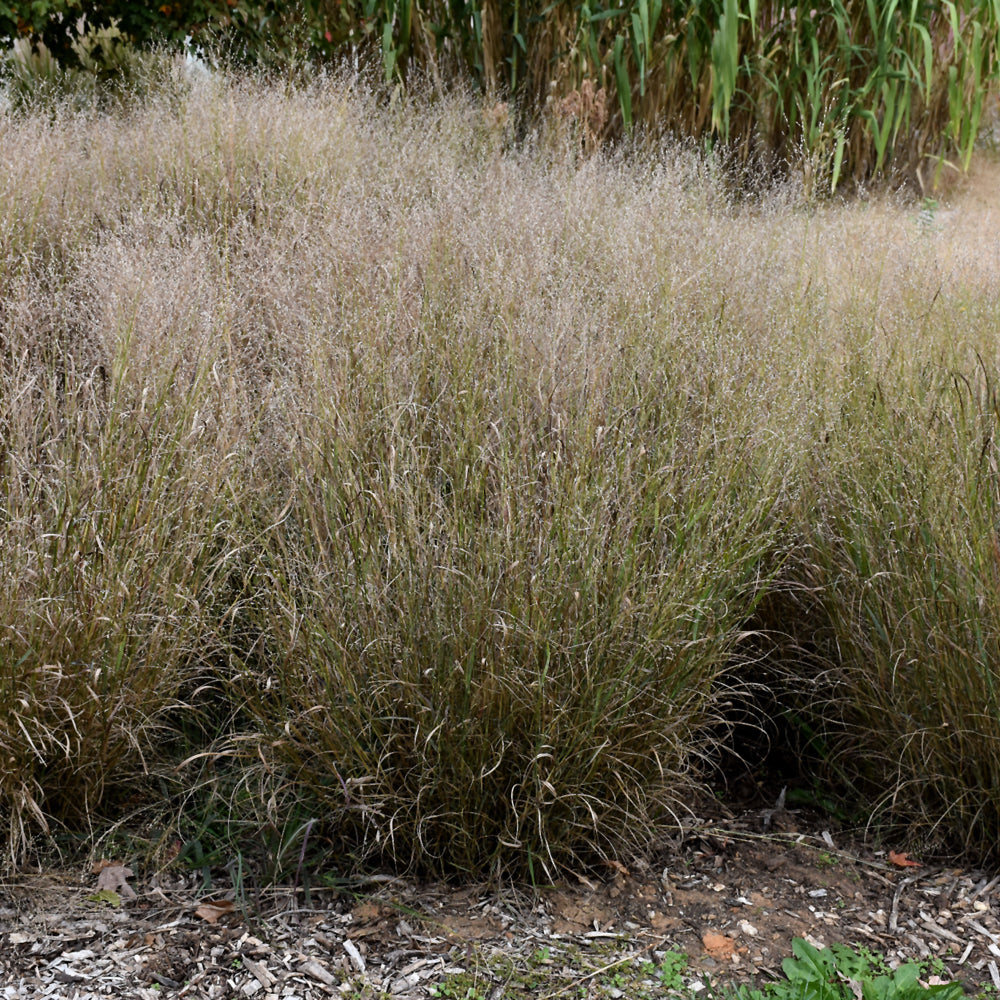 Panicum virgatum 'Shenandoah'